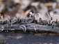 Szarvas agancsgomba (Xylaria hypoxylon), Budai-hegység